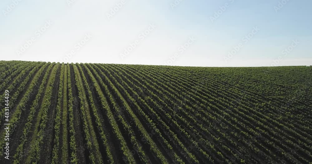 Aerial view: Amazing flying over the grape fields. 4k Aerial view: Amazing flying over the grape fields. 4k