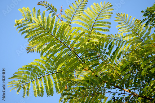 palm tree leaves