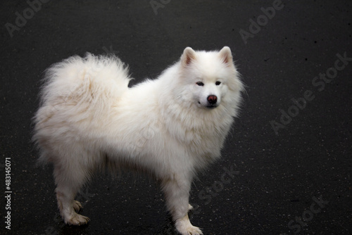Cute fluffy dog ​​for a walk