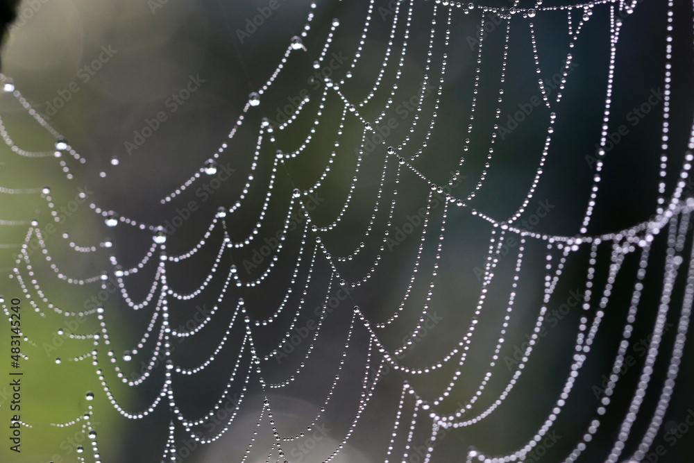 spider web with dew drops spider web with dew drops