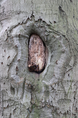 tree, wood, trunk, tree trunk, branch, hole, forest