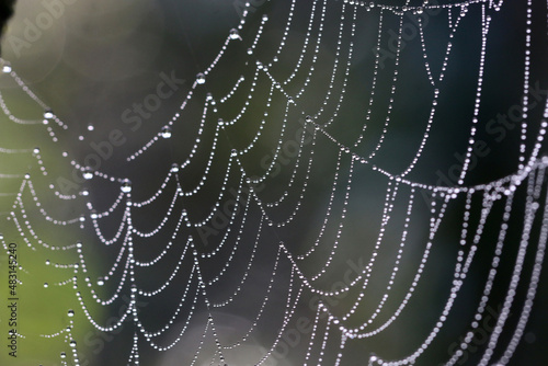 spider web with dew drops 