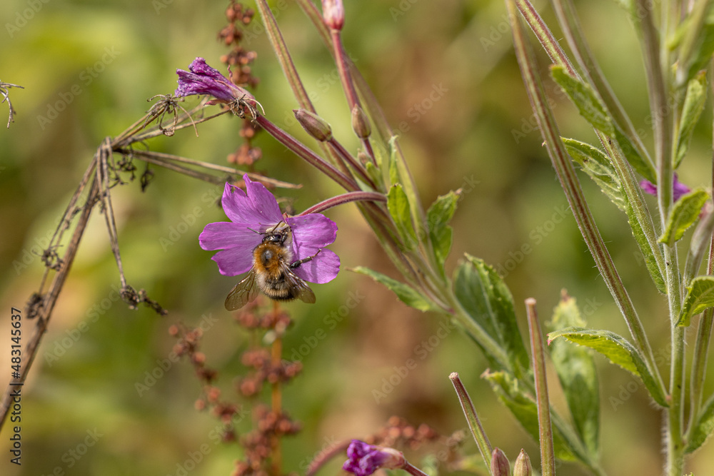 Garden Bee's, flowers and wildlife Garden Bee's, flowers and wildlife