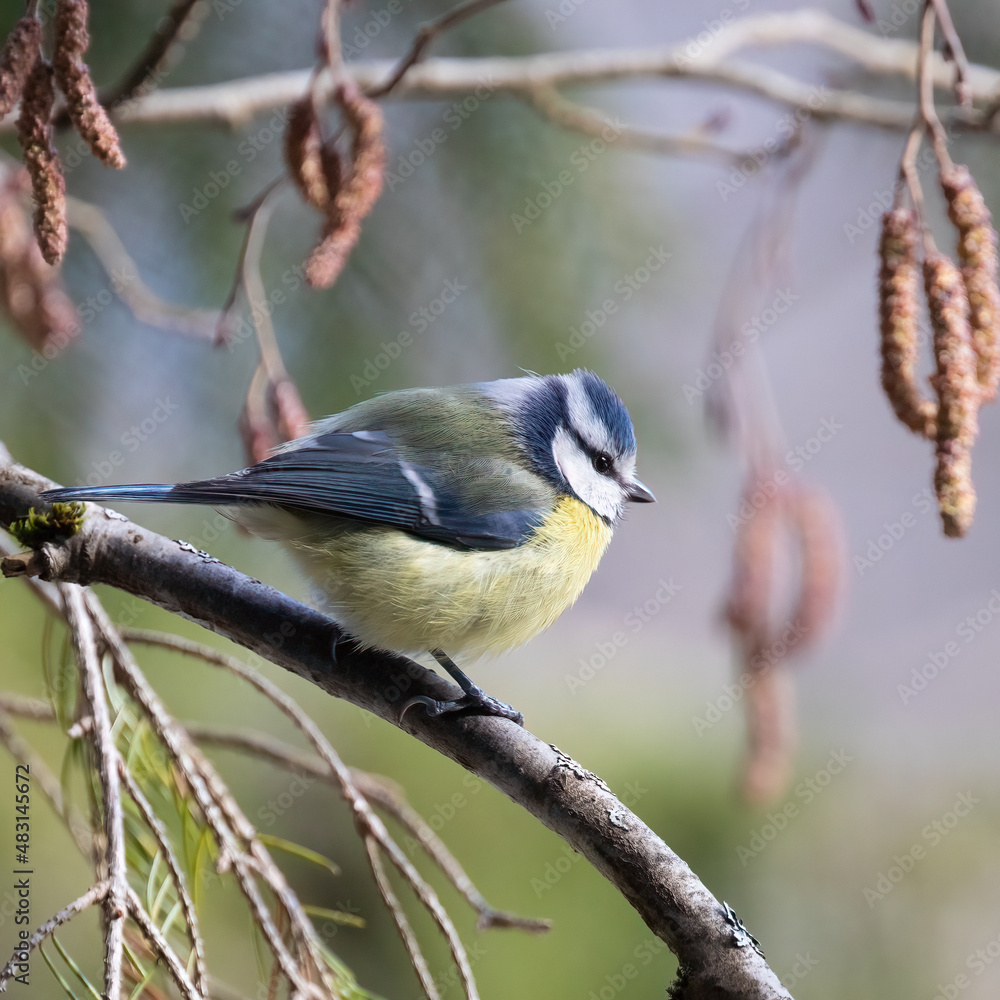 Obraz premium Blue tit