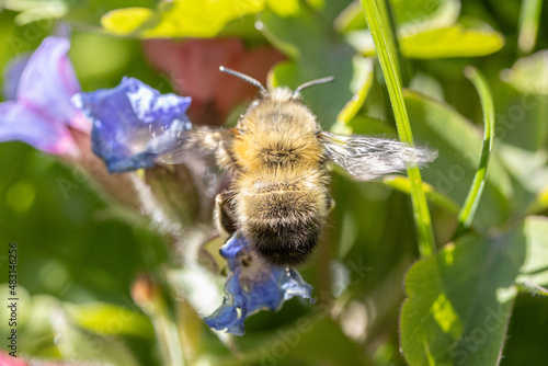 Garden Bee's, flowers and wildlife