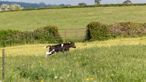 Cows in a summer meadow in the Cotswolds