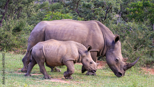 A female White Rhino with her young calf grazing in the Waterberg Region  South Africa.