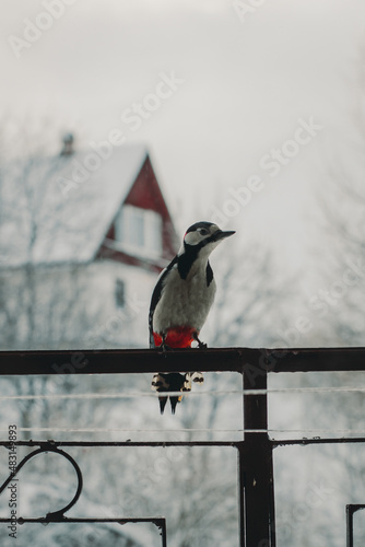 Great spotted woodpecker (Dendrocopos major) sitting on a forged fence in winter. House and trees in the background