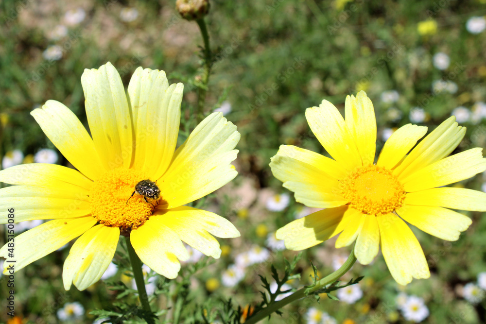 Obraz premium bee on a camomile