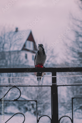 Great spotted woodpecker (Dendrocopos major) sitting on a forged fence in winter. House and trees in the background