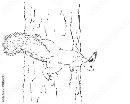 squirrel