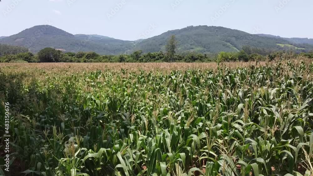 field of corn field of corn