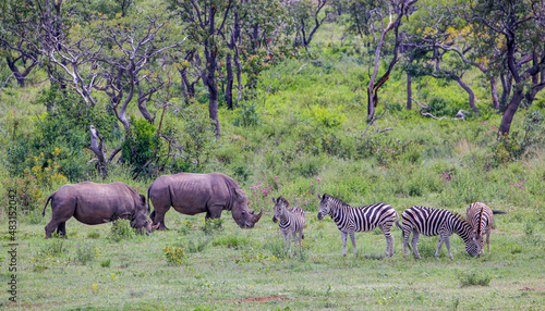 A landscape of two White Rhinos and  a small group of Plains Zebras - Waterberg, South Africa.