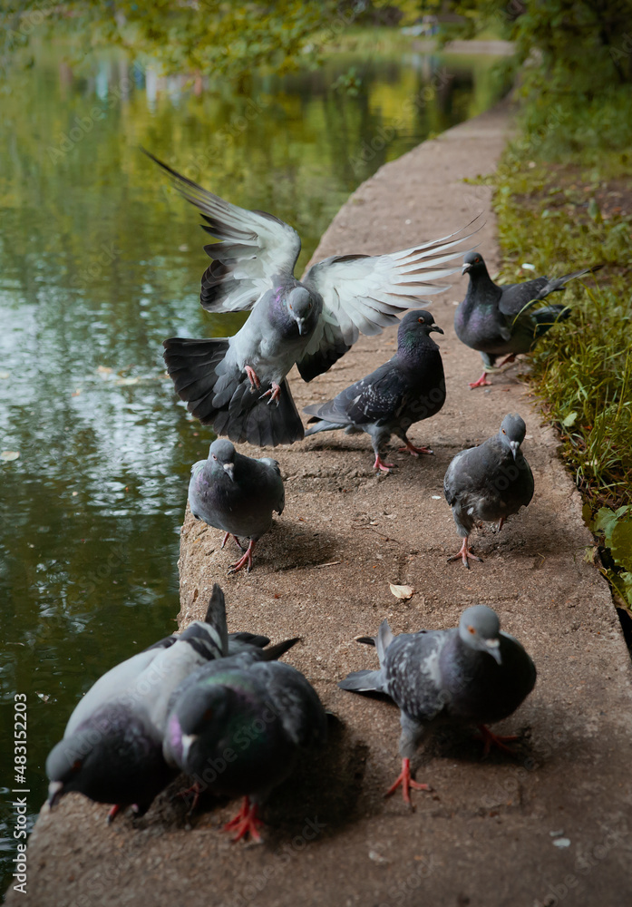 Fototapeta premium pigeons in the park