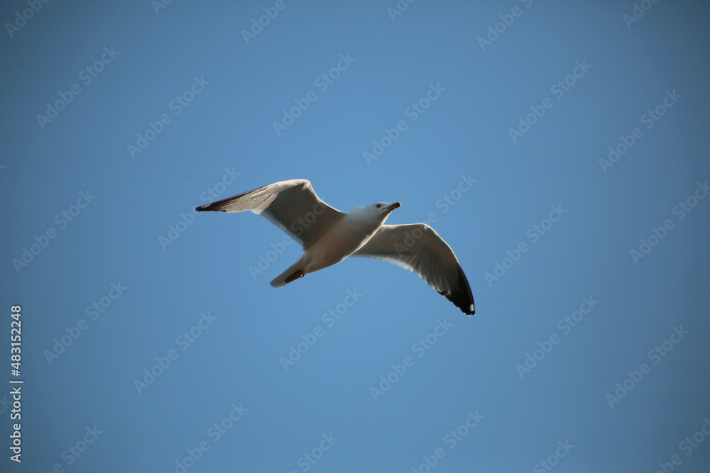 Obraz premium seagull in the sky