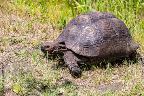 A Mountain Tortoise grazing whilst walking across the bush in the Eastern Cape, South Africa.