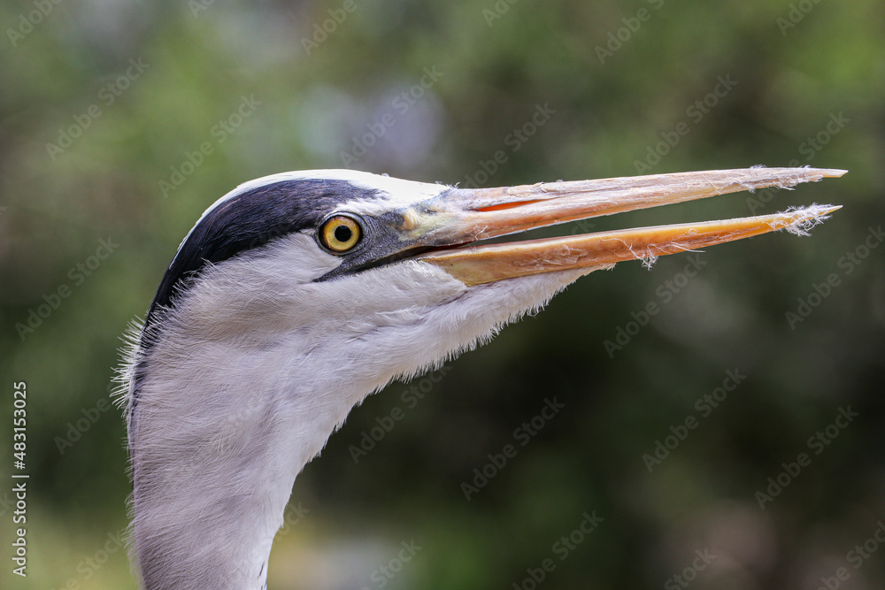 Close-up of the head of a Blue Crane in the Eastern Cape, South Africa. Close-up of the head of a Blue Crane in the Eastern Cape, South Africa.