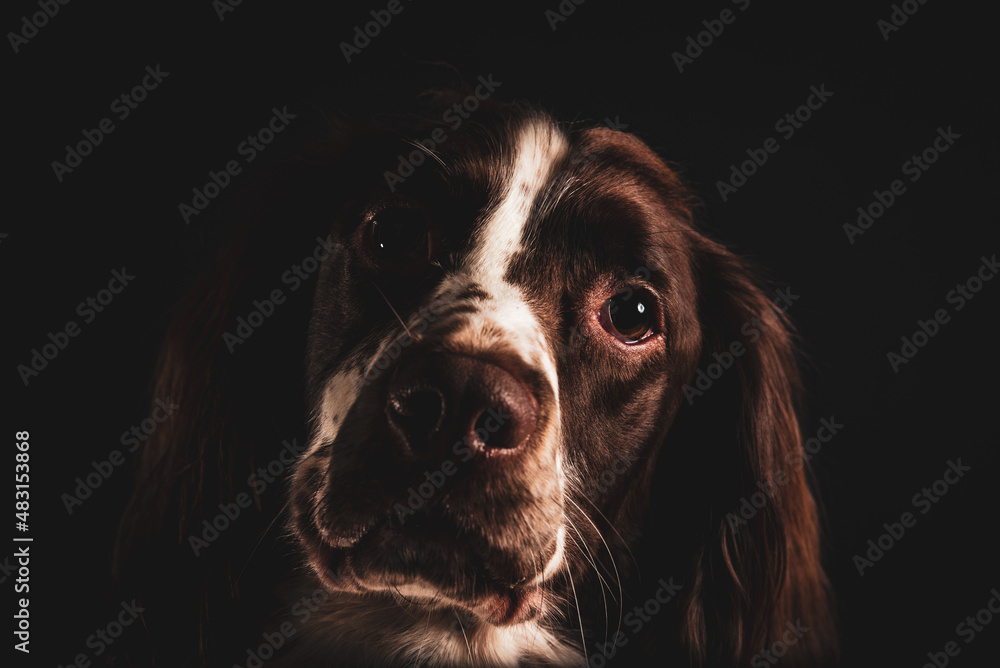 Spaniel in studio with black background
Spaniel in studio with black background