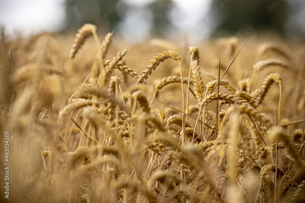 Fototapeta premium Golden Wheat Field 