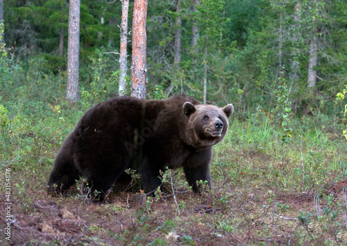 Photo of a brown bear in Finland © mauriziobiso