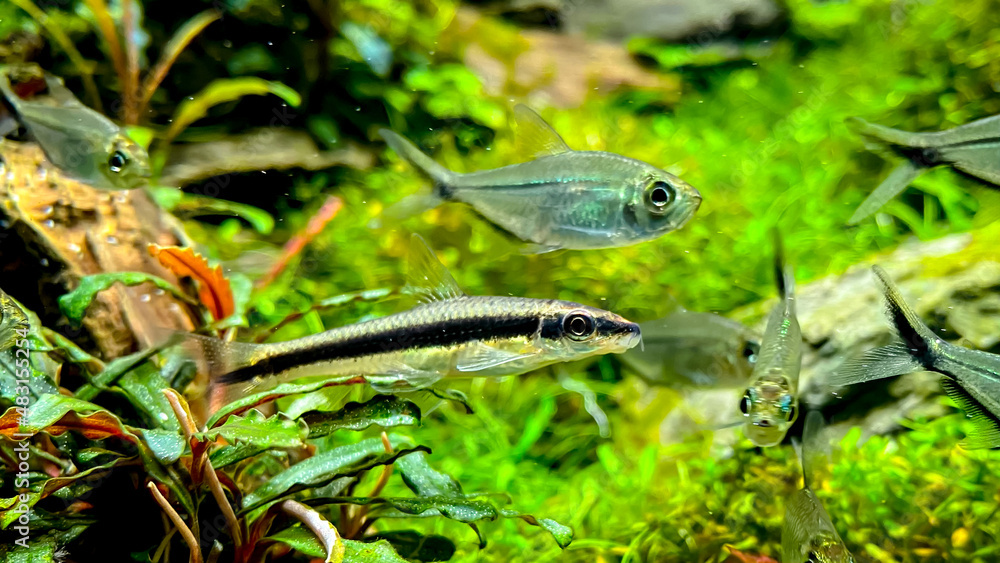 The Siamese Algae eater Crossocheilus Oblongus With Costae Tetra The Siamese Algae eater Crossocheilus Oblongus With Costae Tetra