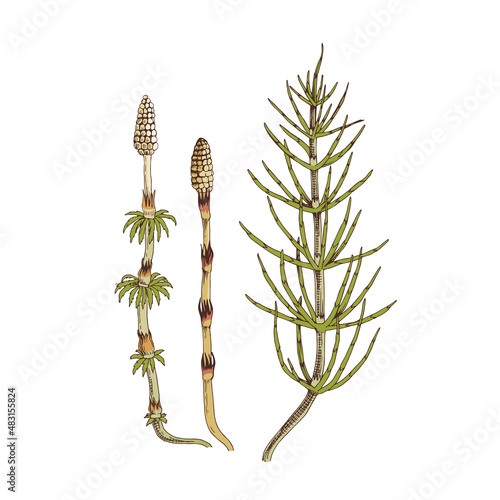 Hand-drawn Meadow pine. Medicinal herb