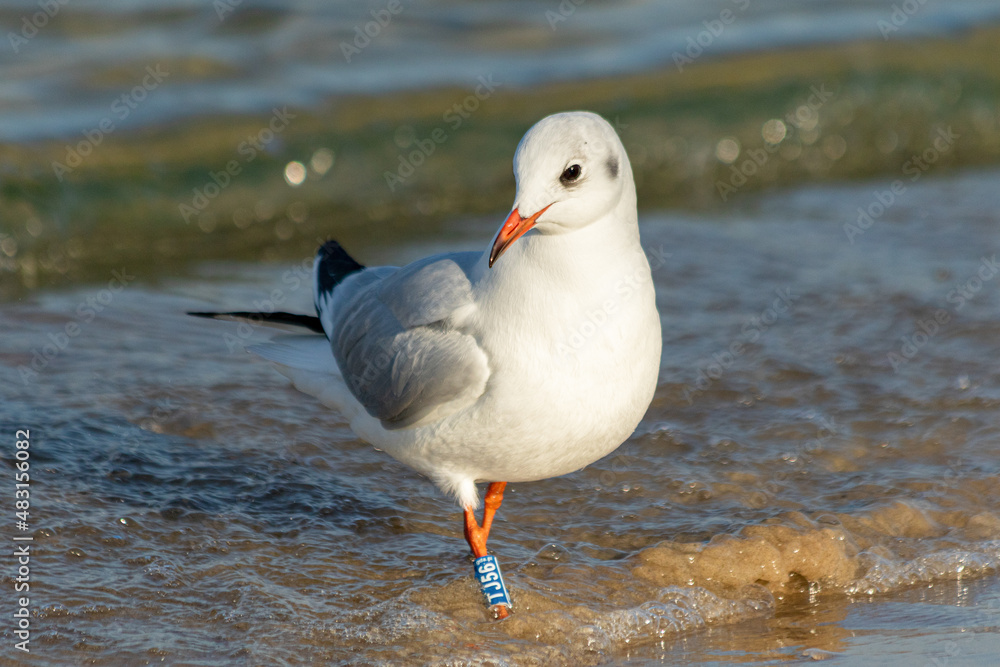 Fototapeta premium Black headed gull