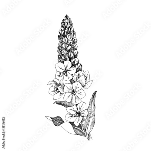 Hand-drawn Densely flowered mullien. Healing herb