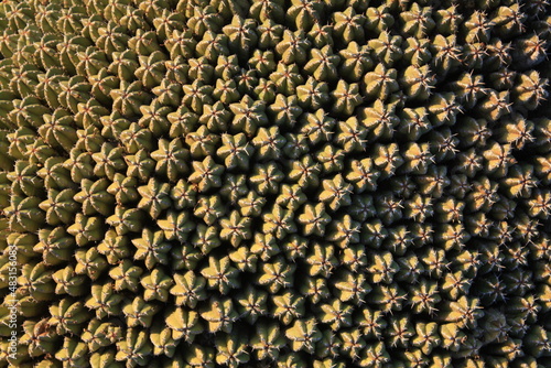 close up of desert cactus
