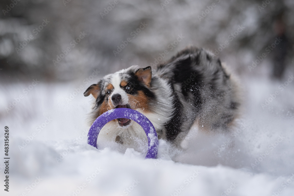 Marbled Australian Shepherd dog playing with a purple toy ring in the snowdrifts against the backdrop of a winter forest. Crazy action dog Marbled Australian Shepherd dog playing with a purple toy ring in the snowdrifts against the backdrop of a winter forest. Crazy action dog