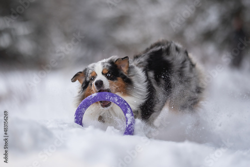 Marbled Australian Shepherd dog playing with a purple toy ring in the snowdrifts against the backdrop of a winter forest. Crazy action dog