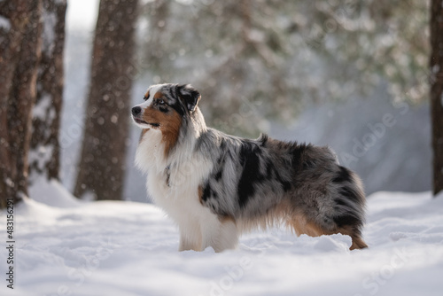 Marbled Australian Shepherd among falling snowflakes against the backdrop of a winter forest © honey_paws