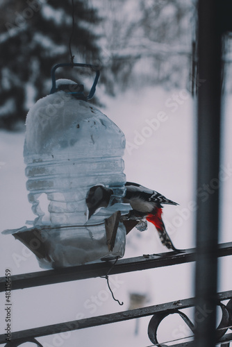 Hungry Great Spotted Woodpecker trying to get corn from a bird feeder.