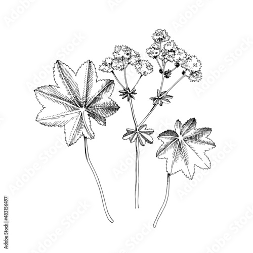 Hand-drawn Lady's mantle. Medicinal herb