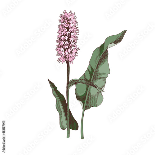 Hand-drawn Serpent grass . Medicinal herb