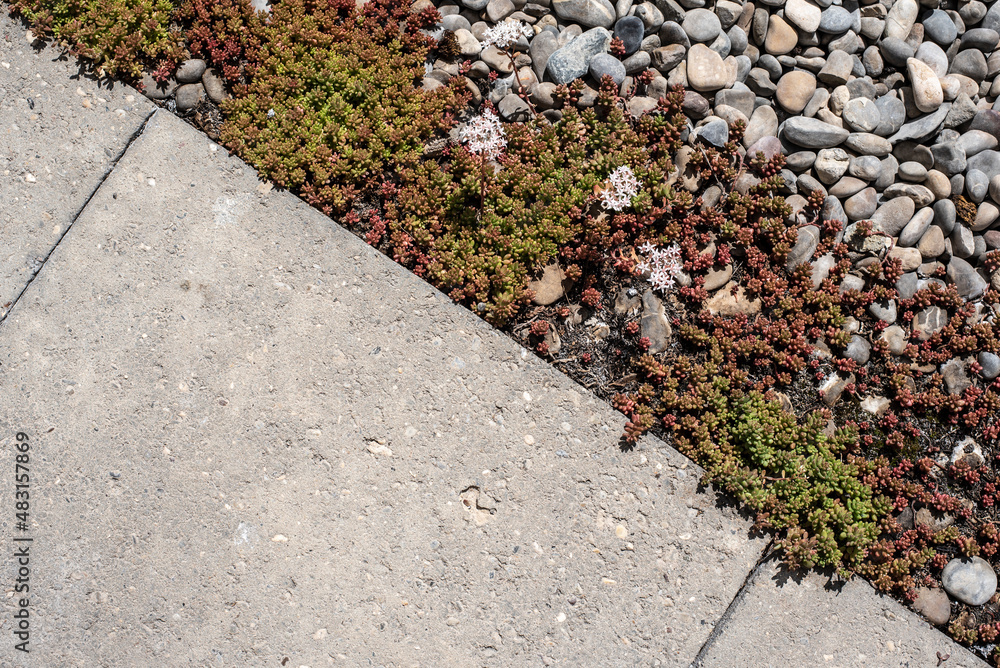 stonecrops between paving stones and pebbles on a roof terrace stonecrops between paving stones and pebbles on a roof terrace