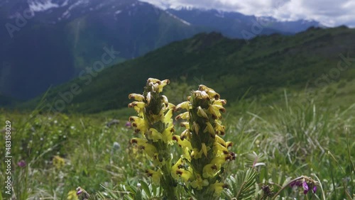 Altai lousewort (Pedicularis altaica) on the alpine meadows of the Altai Mountains. Semi-parasitic, mainly perennial grasses with haustorial root. 2500 a.s.l. photo
