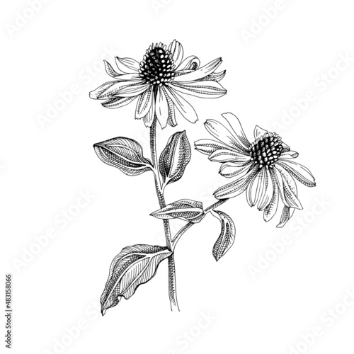 Hand-drawn Purple echinacea. Medicinal herb