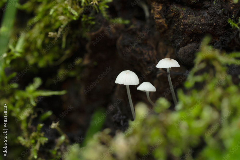 Three little White angels bonnet mycena Mushroom / Fungi in a forest growing on Wood Autumn nature close up forest