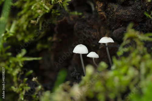 Three little White angels bonnet mycena Mushroom / Fungi in a forest growing on Wood Autumn nature close up forest