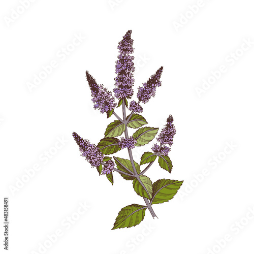 Hand-drawn Brandy mint. Medicinal herb