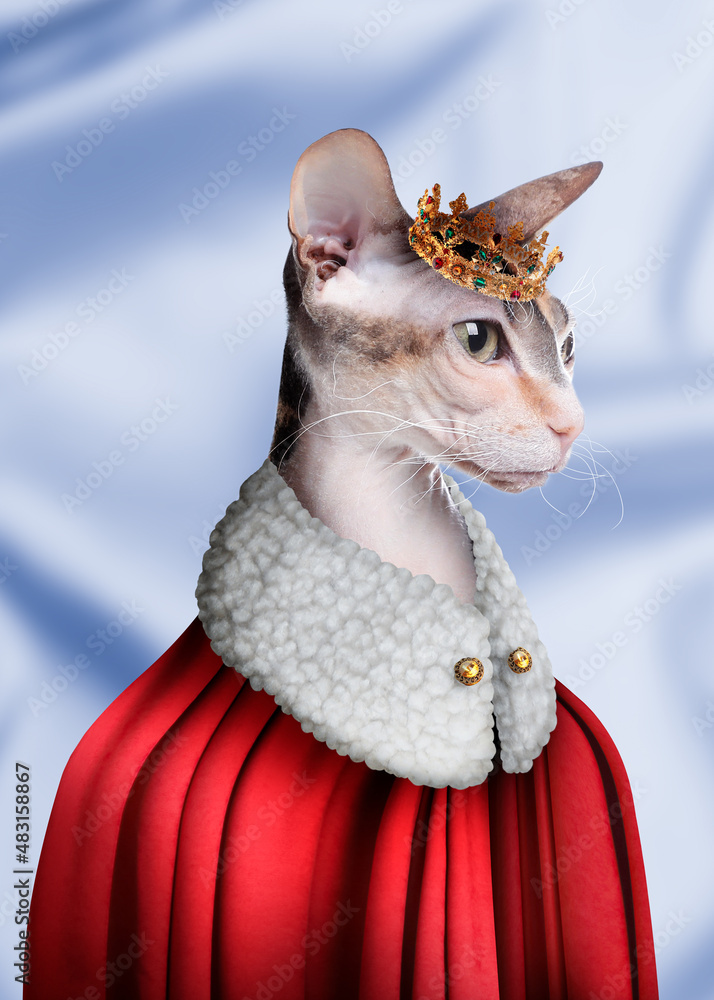 Sphynx cat dressed like royal person against light blue background