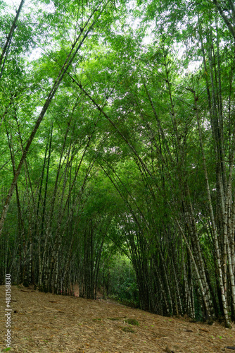 View of a bamboo Bamboo Forest