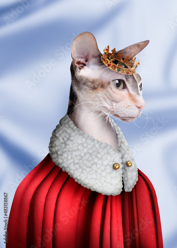 Sphynx cat dressed like royal person against light blue background © New Africa