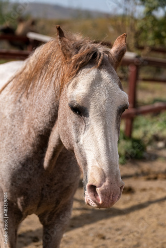 portrait of a horse