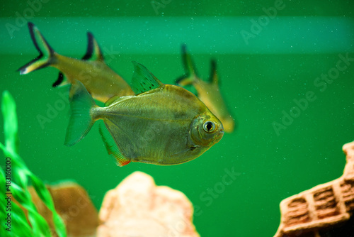 Fototapeta Naklejka Na Ścianę i Meble -  Silver Metynnis fish on green background. Silver dollar fish