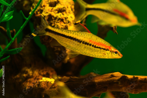 Barbus Denisoni fish in aquarium. (Sahyadria denisonii Day). Fresh water aquarium photo
