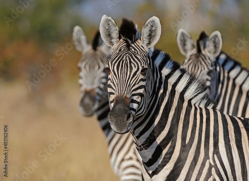 Zebras on alert  Matopos  Zimbabwe  Africa
