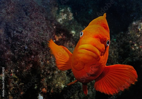 Male Garibaldi fish guarding nest, Anacapa Island, Califronia, USA