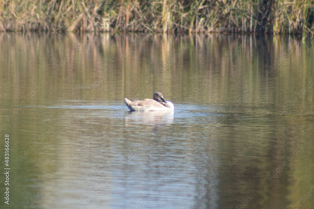 Swan floating on rippled lake closeup view with selective focus on foreground Swan floating on rippled lake closeup view with selective focus on foreground